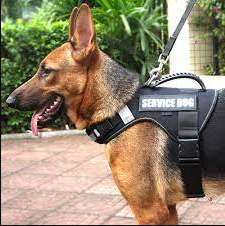 service dog vest amazon